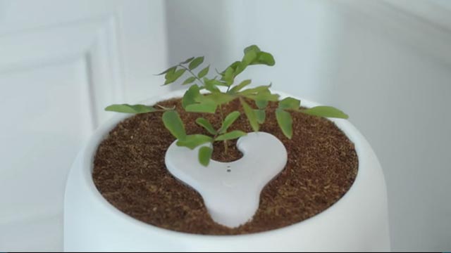 驚！還有這種操作 將綠植種在骨灰盒上